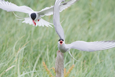 Thumbnail of Arctic Tern